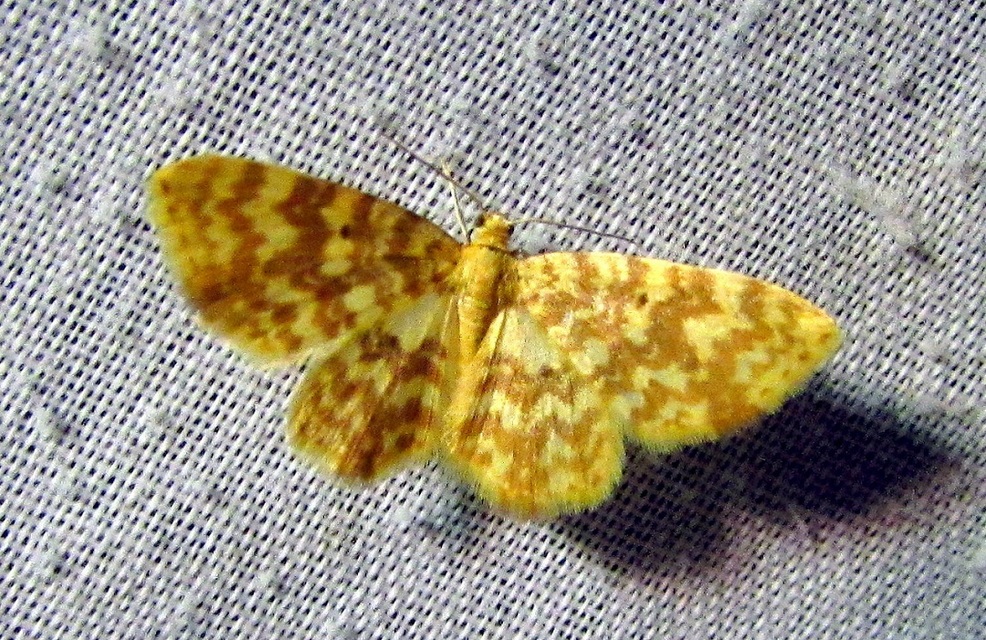 Hydrelia flammeolaria - narancssárga araszoló
