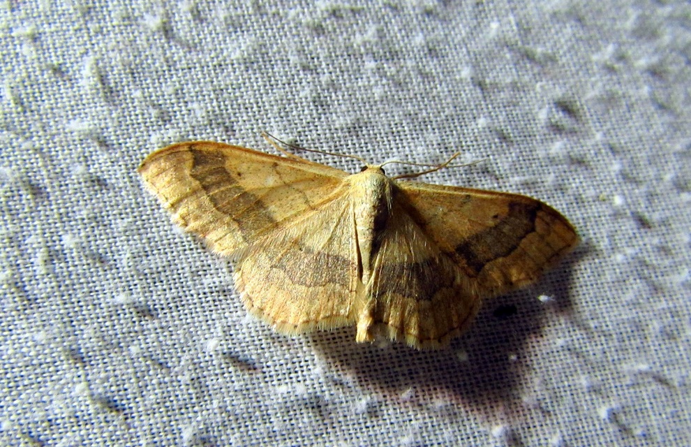 Idaea aversata - nagy sávosaraszoló