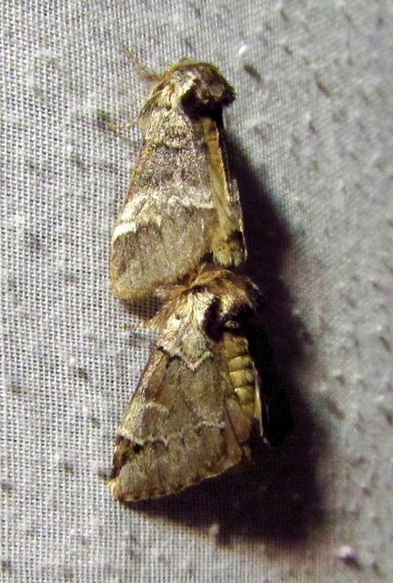 Drymonia obliterata - feketefoltos púposszövő