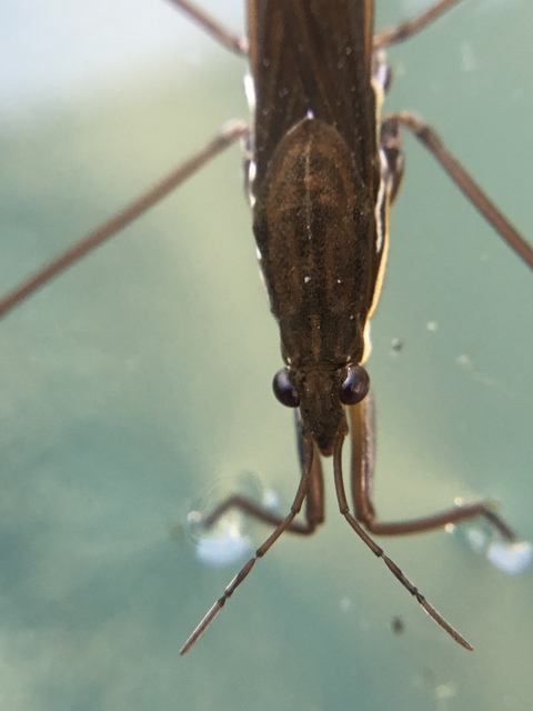 Gerridae - molnárpoloskák