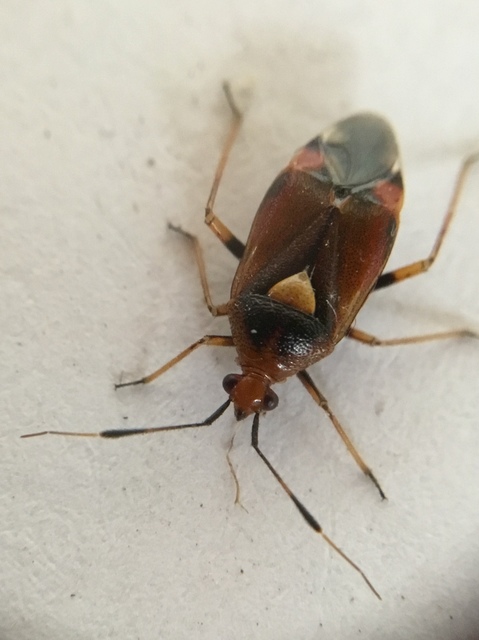 Deraeocoris ruber - vöröses mezeipoloska