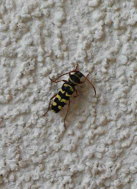 Echinocerus floralis - lucerna-darázscincér