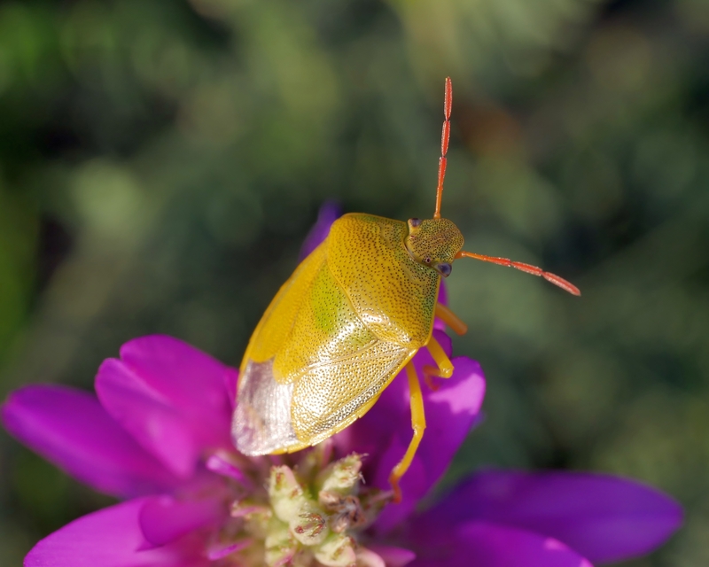 Piezodorus lituratus - bíboros címerespoloska Piezodorus lituratus - bíboros címerespoloska