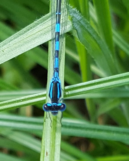 Coenagrion scitulum - mediterrán légivadász