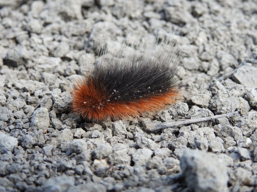 Arctia caja - közönséges medvelepke
