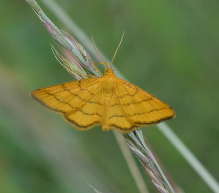 Idaea aureolaria - aranyos sávosaraszoló