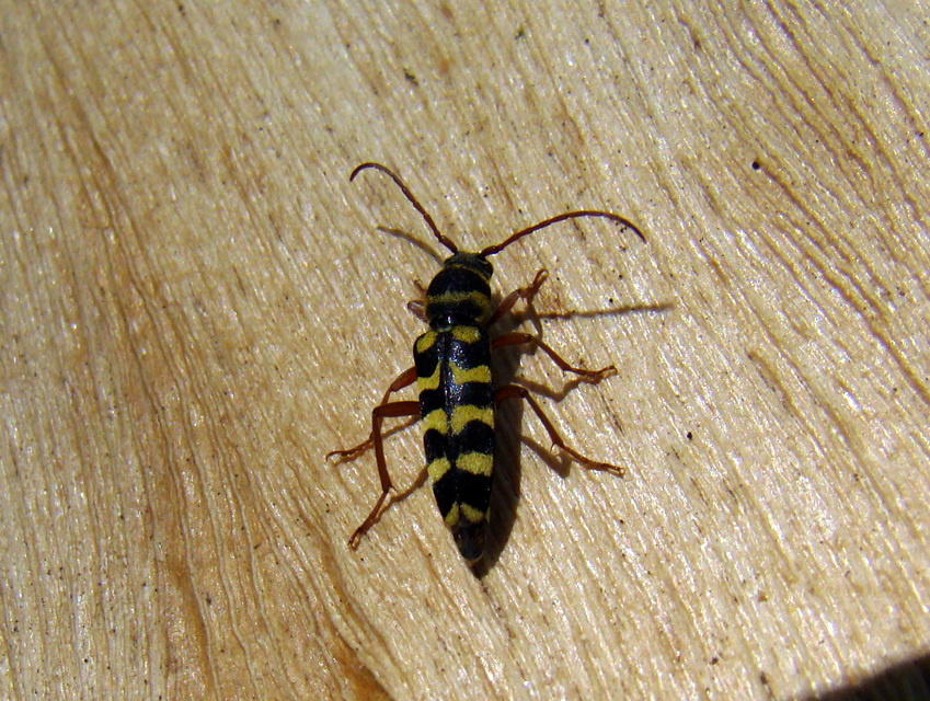 Echinocerus floralis - lucerna-darázscincér