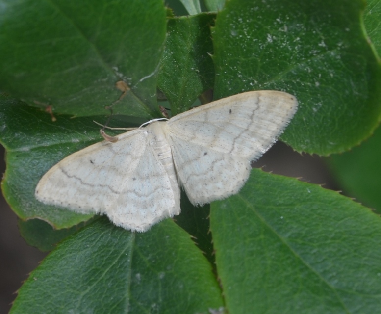Idaea deversaria - egyszínű sávosaraszoló