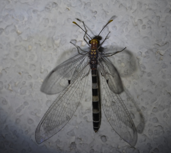 Megistopus flavicornis - kétfoltos hangyaleső