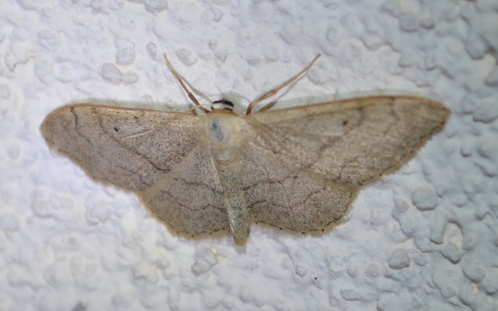 Idaea aversata - nagy sávosaraszoló