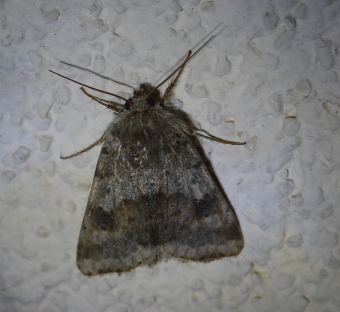 Heliothis viriplaca - mácsonyabagoly