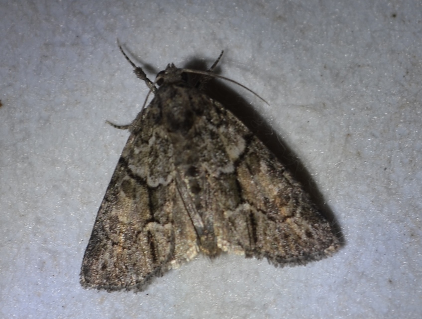 Cryphia fraudatricula - homoki zuzmóbagoly