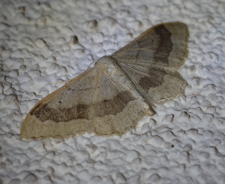 Idaea aversata - nagy sávosaraszoló
