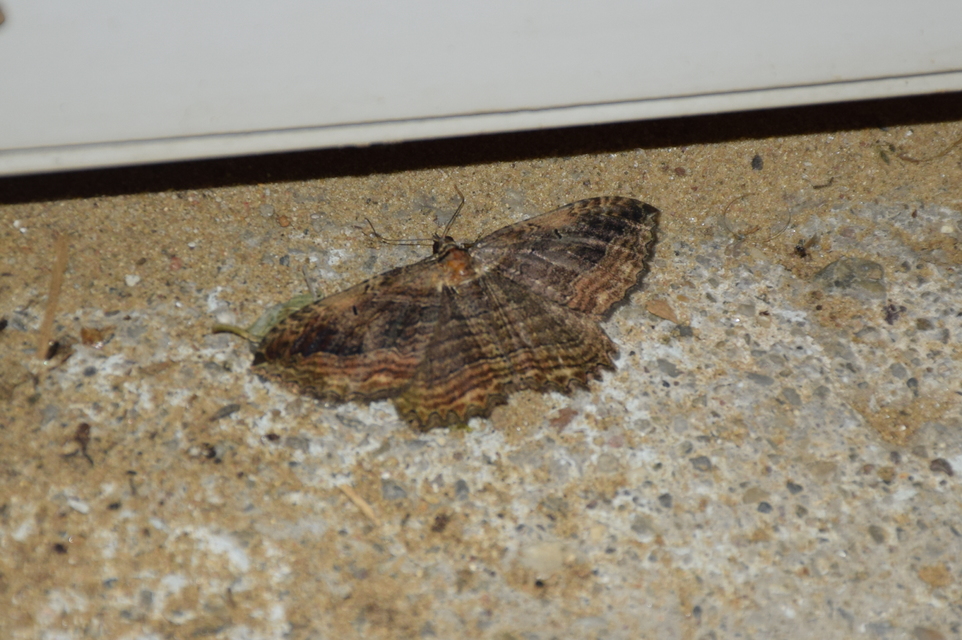 Philereme transversata - varjútövis-araszoló