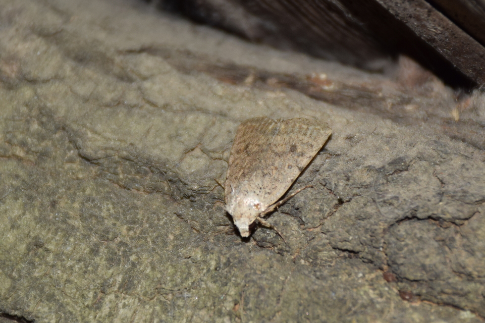 Paradrina clavipalpis - közönséges selymesbagoly