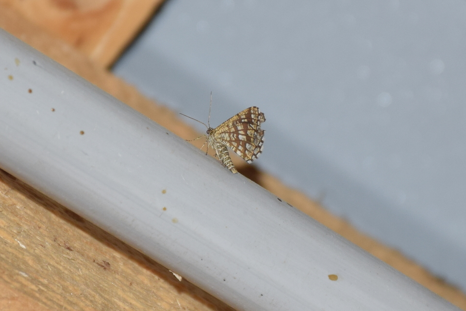 Chiasmia clathrata - rácsos rétiaraszoló