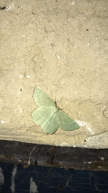 Thalera fimbrialis - csipkésszélű zöldaraszoló
