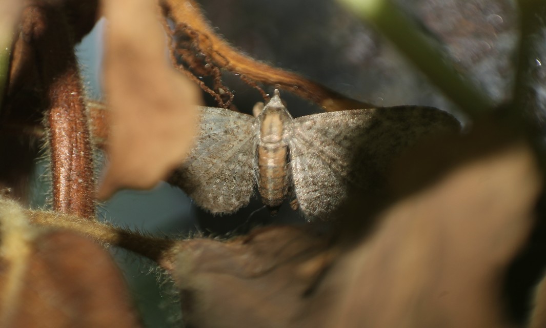 Eupithecia haworthiata - rozsdástestű törpearaszoló