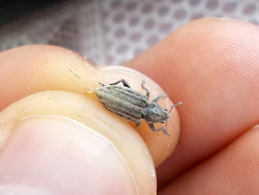 Tanymecus dilaticollis - kukorica-hegyesfarúbarkó