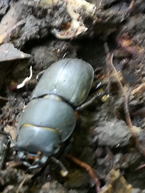 Dorcus parallelipipedus - kis szarvasbogár
