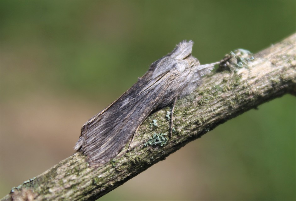 Cucullia chamomillae - székfű-csuklyásbagoly