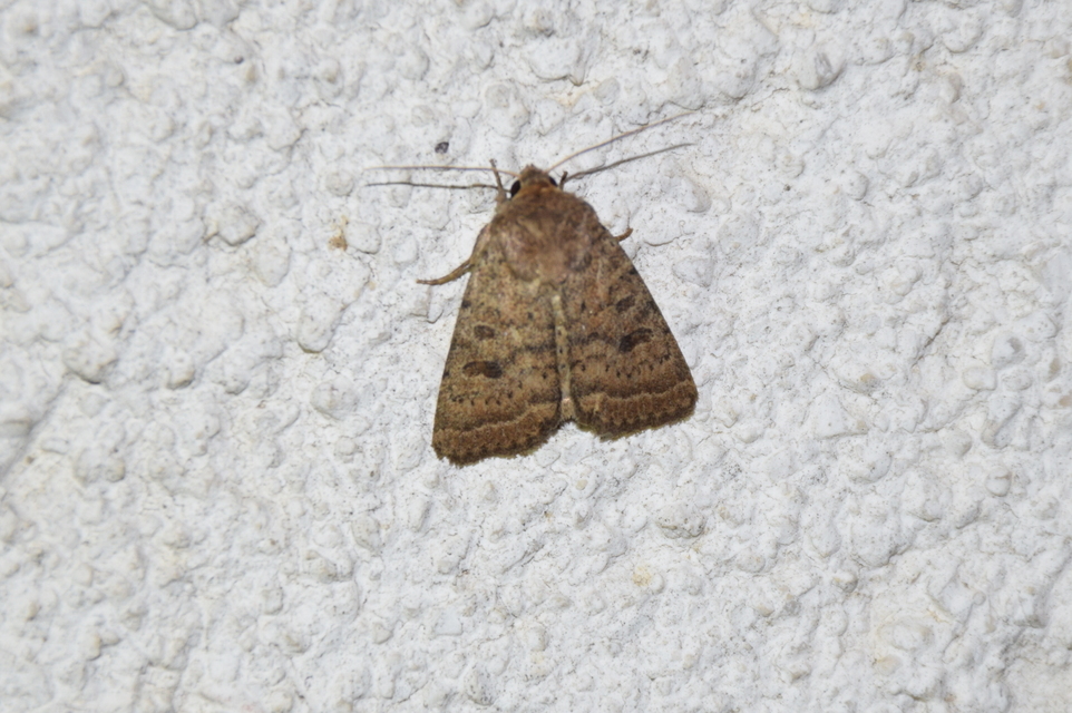 Hoplodrina octogenaria - barna selymesbagoly
