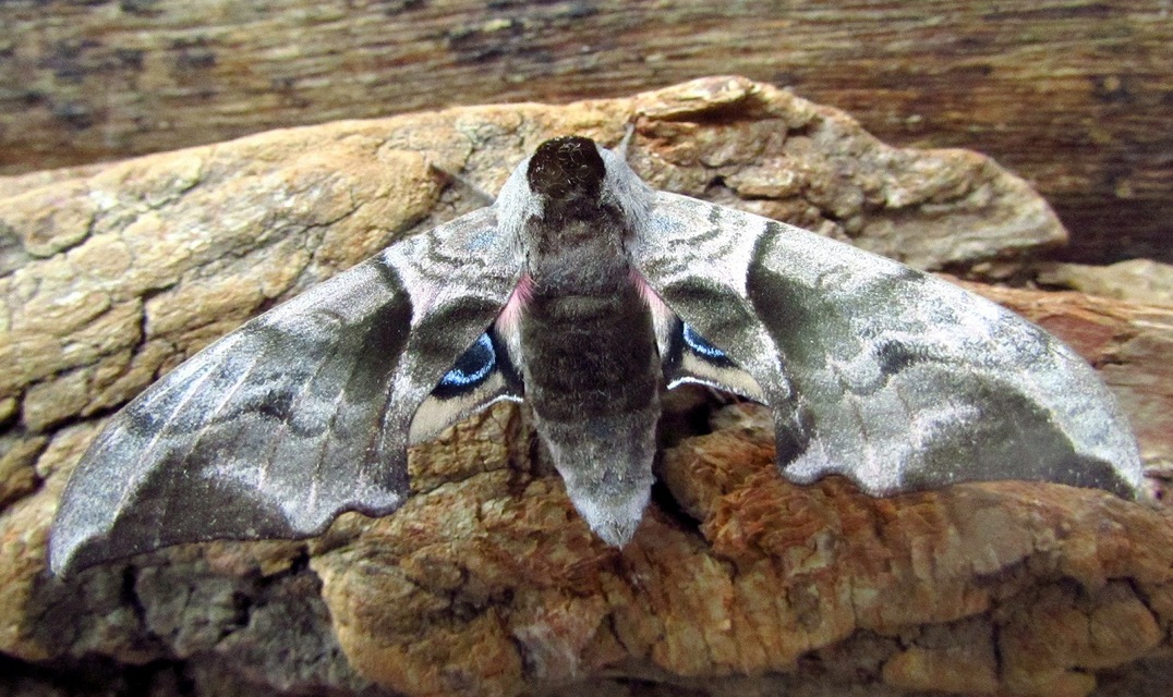 Smerinthus ocellatus - esti pávaszem