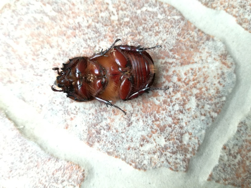 Oryctes nasicornis - orrszarvú bogár