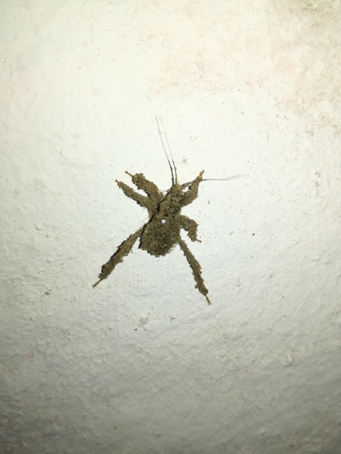 Reduvius personatus - szemetes zugpoloska