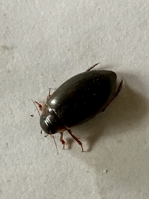 Colymbetes fuscus - gyakori recéscsíkbogár