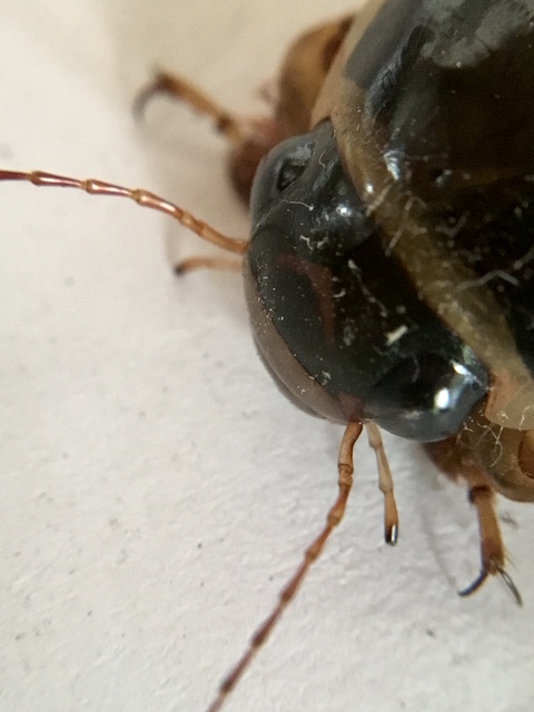 Dytiscus circumflexus - foltoshasú csíkbogár