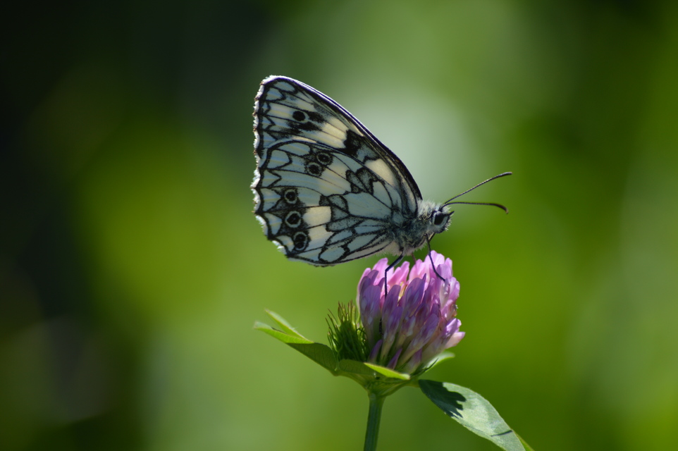 Melanargia galathea - sakktáblalepke