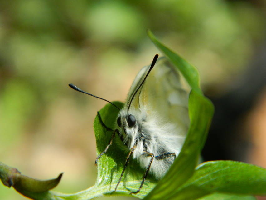 Parnassius mnemosyne - kis apollólepke