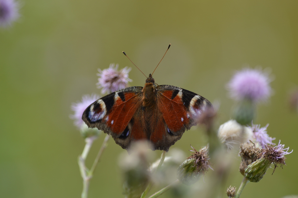 Nymphalis io - nappali pávaszem
