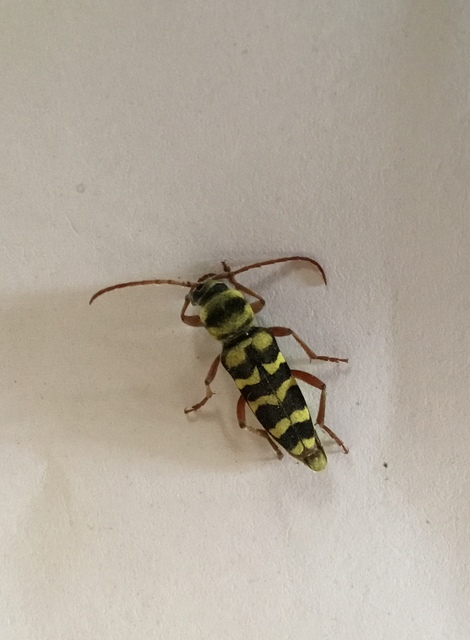Echinocerus floralis - lucerna-darázscincér