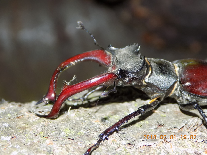 Lucanus cervus - nagy szarvasbogár