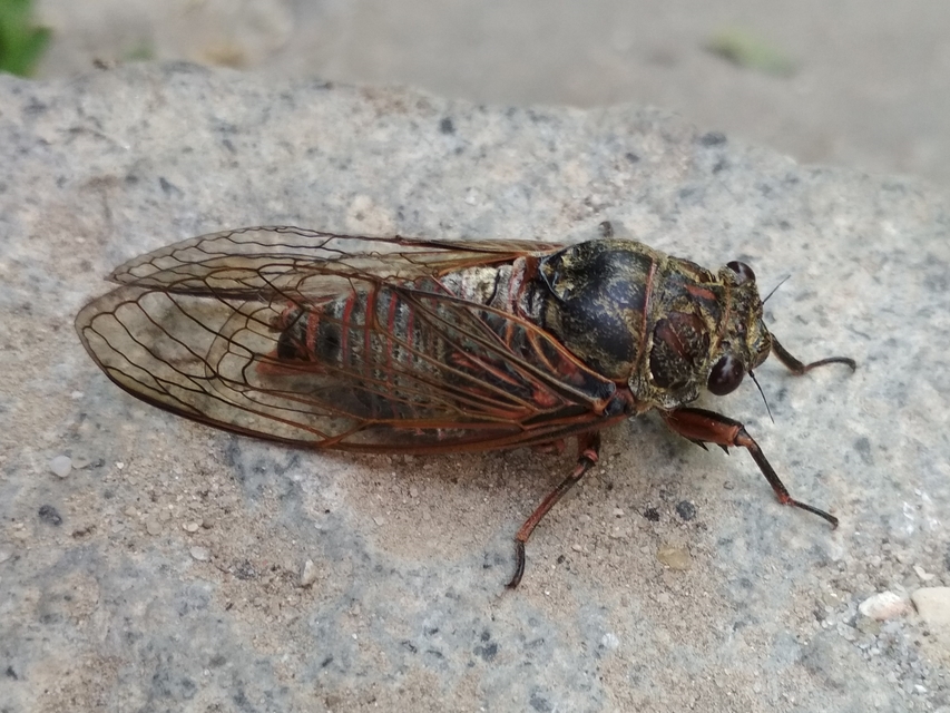 Tibicina haematodes - óriás-énekeskabóca
