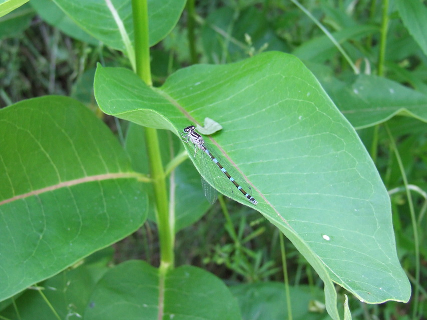 Coenagrion ornatum - díszes légivadász