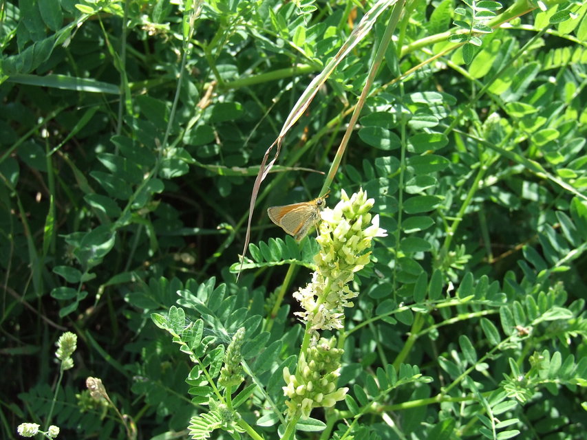 Thymelicus lineola - vonalas busalepke