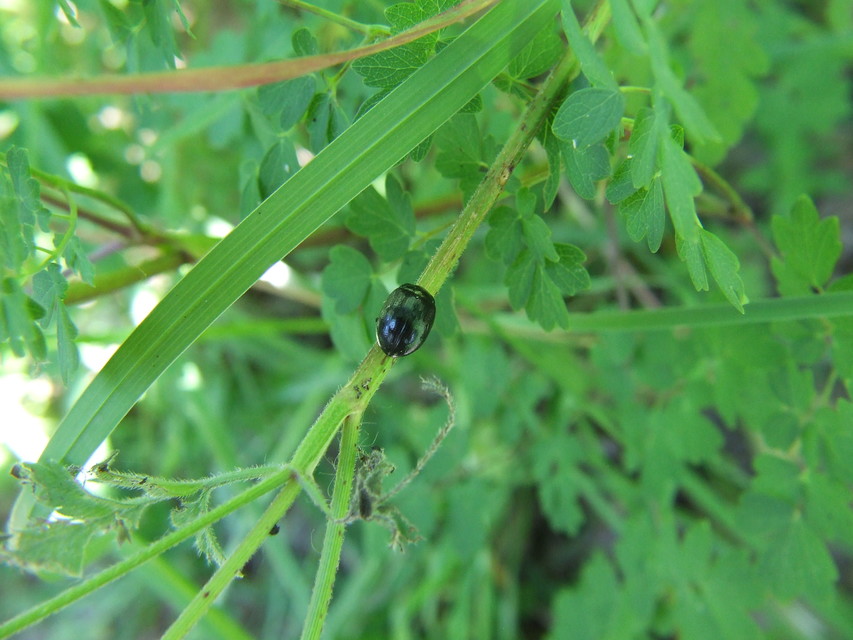 Chrysolina oricalcia - bronzos levélbogár