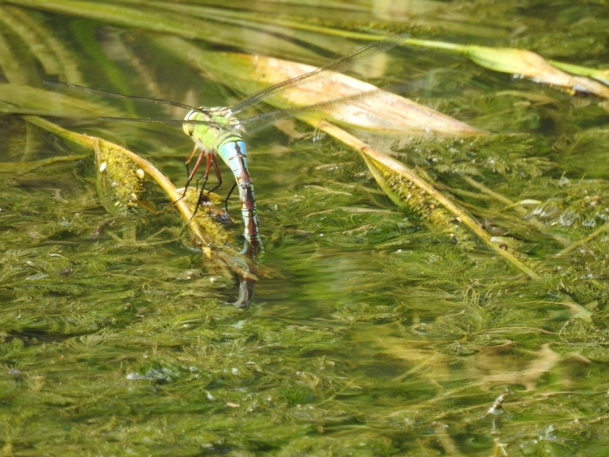 Anax imperator - zöld óriásacsa