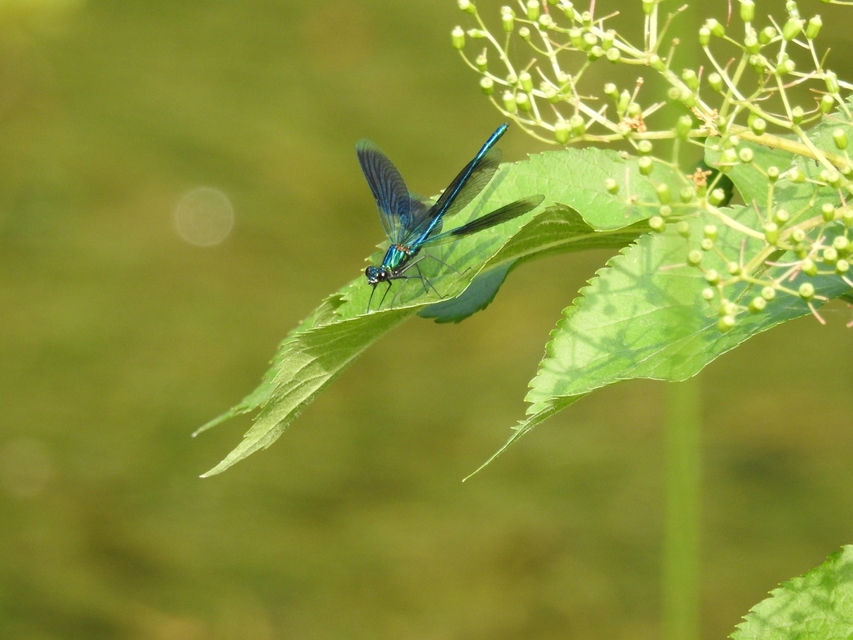 Calopteryx splendens - sávos szitakötő