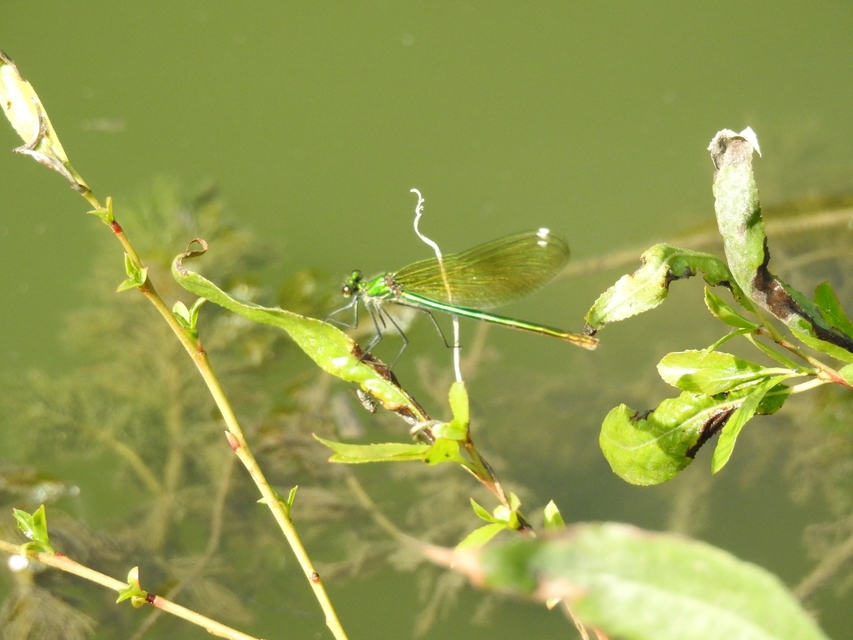 Calopteryx splendens - sávos szitakötő
