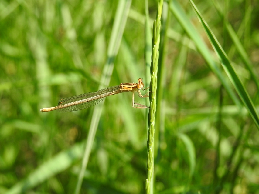 Platycnemis pennipes - széleslábú szitakötő