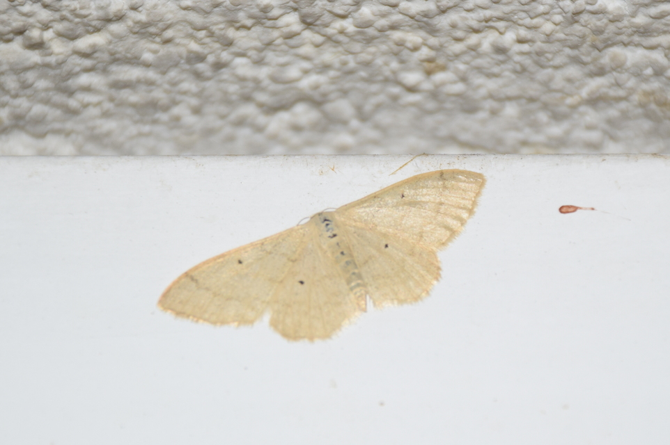 Idaea straminata - szalmasárga sávosaraszoló