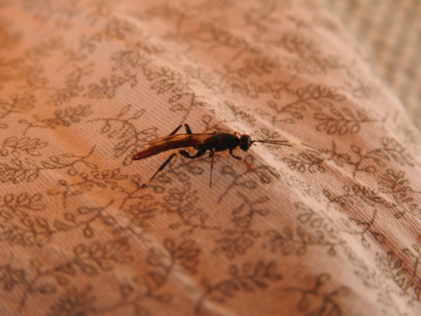 Ichneumonidae - valódi fürkészdarazsak
