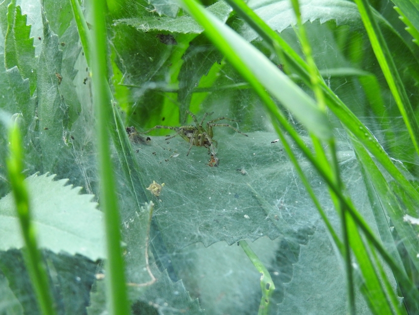 Agelena labyrinthica - illó tölcsérpók