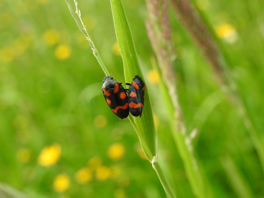 Cercopis arcuata/sanguinolenta