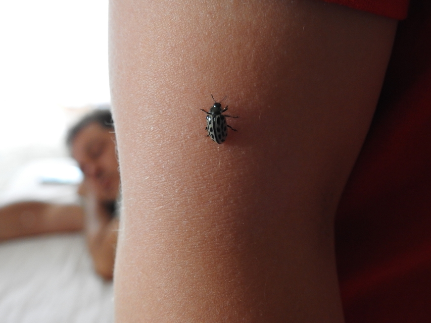 Chrysomela vigintipunctata - húszfoltos fűzlevelész