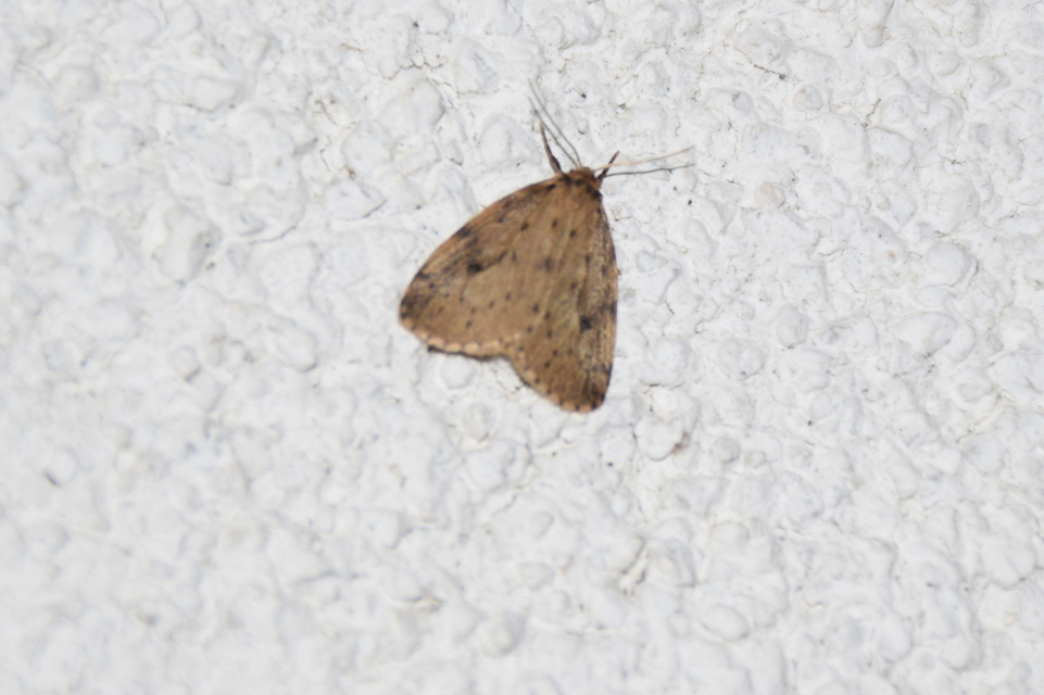 Thumata senex - mocsári medvelepke